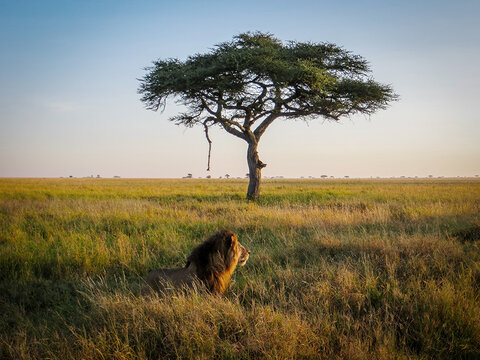 Tansania Safari Abenteuer