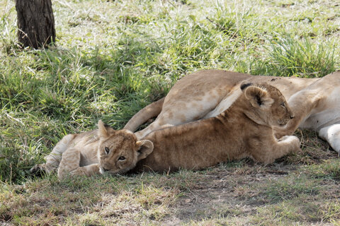 North Tanzania 4 Nächte - Privat