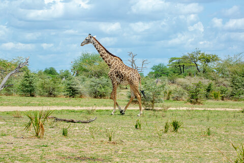 North Tanzania Safari 4 Nächte & 6 Nächte Badeaufenthalt auf Sansibar