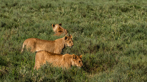 North Tanzania Safari 4 Nächte & 6 Nächte Badeaufenthalt auf Sansibar