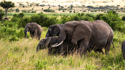 North Tanzania Safari 4 Nächte & 6 Nächte Badeaufenthalt auf Sansibar