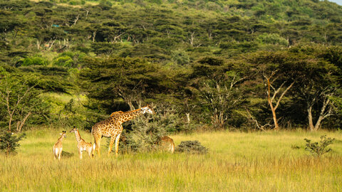 North Tanzania Safari 4 Nächte & 6 Nächte Badeaufenthalt auf Sansibar