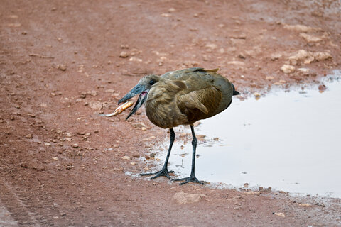 Tanzania Safari-Abenteuer 7 Nächte - Privat