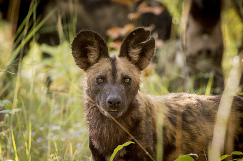 Sambia | Rundreise durch Afrikas letztes Safari-Geheimnis | ab/bis Wien
