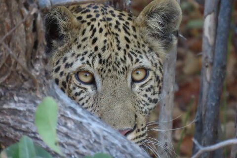 Sambia | Rundreise durch Afrikas letztes Safari-Geheimnis | ab/bis Wien