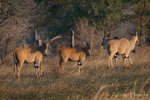 Sambia | Rundreise durch Afrikas letztes Safari-Geheimnis | ab/bis Wien