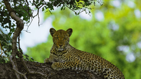 Sambia | Rundreise durch Afrikas letztes Safari-Geheimnis | ab/bis Wien