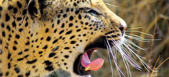 Namibia | Sossusvlei | ©  Wolfgang Witteborg / Chamäleon