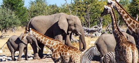 Namibia | Sossusvlei | © Annette Vasel / Chamäleon