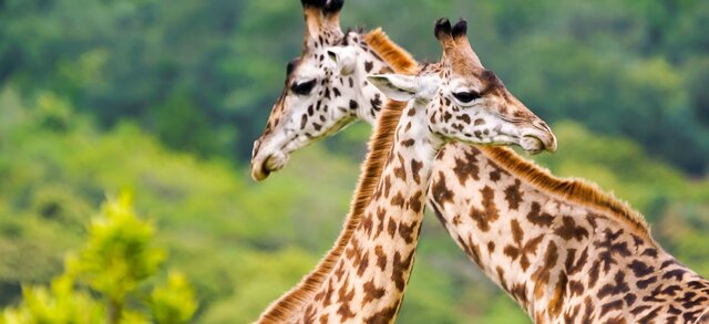 Tansania | Serengeti | © Clemens Pusch / Chamäleon