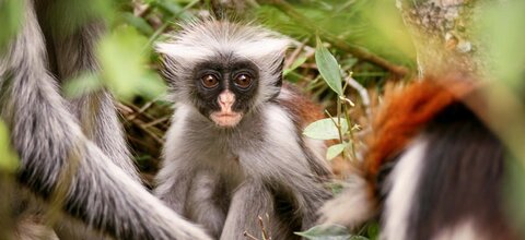 Tansania | Serengeti | © Gertraud Reck / Chamäleon