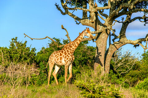 Südafrika | Garden Route