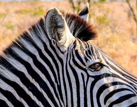 Südafrika | Garden Route