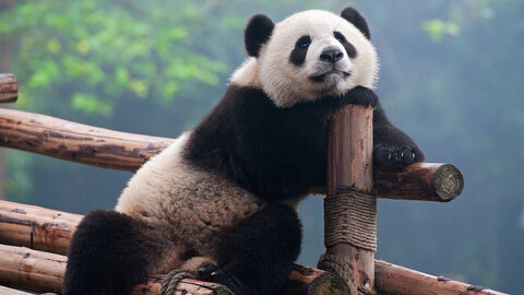 Reise ins Land der Pandas