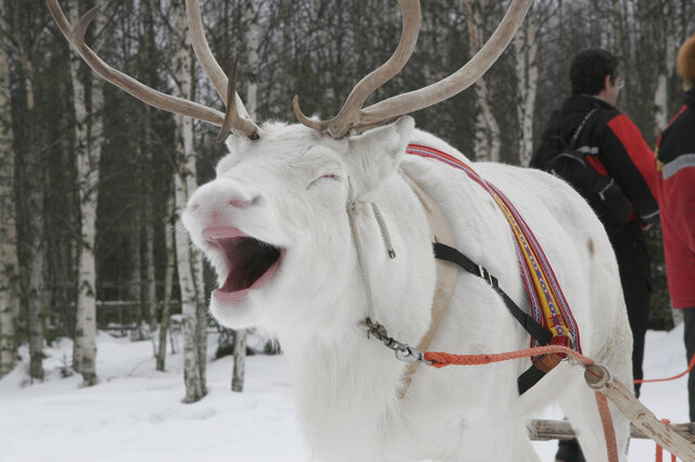 Winterzauber in Finnland