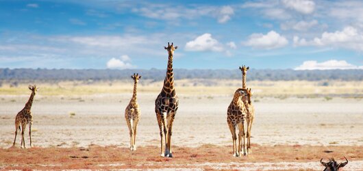 Reiseideen für Ihr perfektes Urlaubserlebnis: Etosha Nationalpark