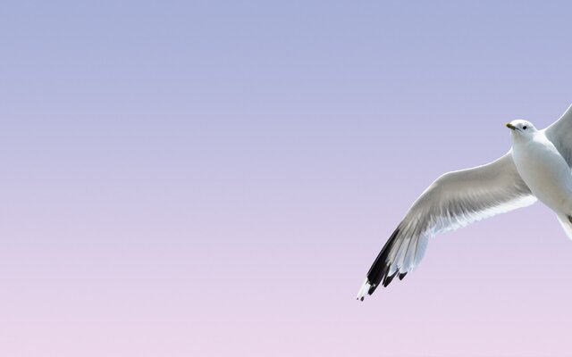 Schiff ahoi! - Die Welt auf Kreuzfahrt entdecken