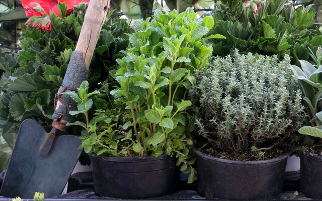 Der Duft der Ägäis