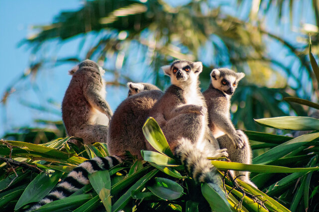 Exklusiv-Charter Kreuzfahrt Madagaskar, Réunion, Mauritius