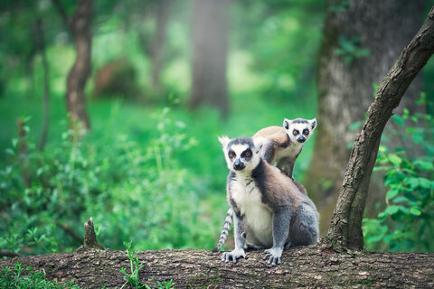 Exklusiv-Charter Kreuzfahrt Madagaskar, Réunion, Mauritius