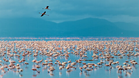 North Tanzania Safari 4 Nächte & 6 Nächte Badeaufenthalt auf Sansibar