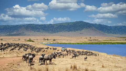 North Tanzania Safari 4 Nächte & 6 Nächte Badeaufenthalt auf Sansibar