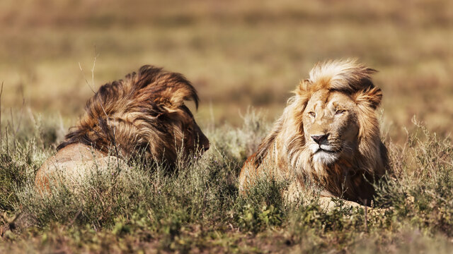 North Tanzania Safari 4 Nächte & 6 Nächte Badeaufenthalt auf Sansibar