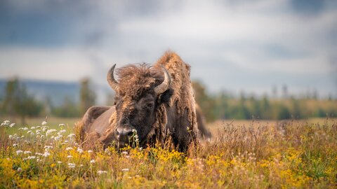Mietwagenrundreise Rocky Mountains, Yellowstone & unendliche Prärie