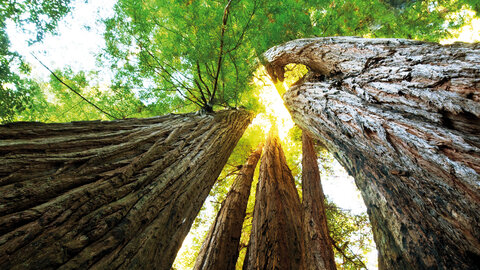 Mietwagenrundreise Highway No.1, Yosemite & Joshua Tree Nationalpark