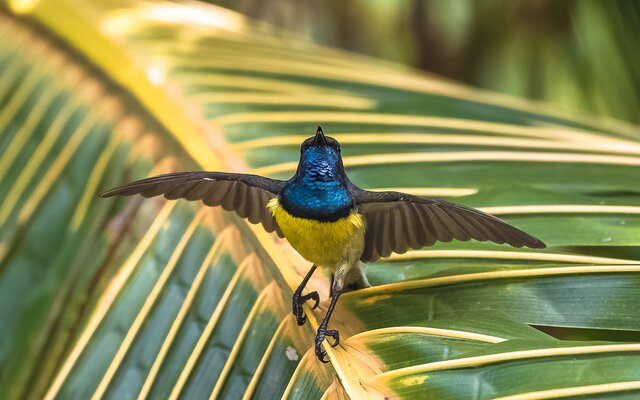 Fantastischer Regenwald