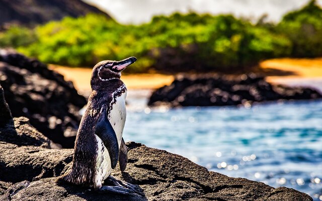 Galapagosinseln: Vulkane und Meerestiere