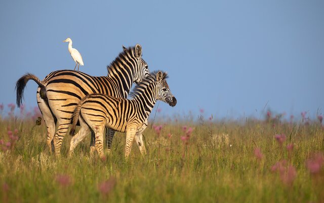 Abenteuer in Südafrika