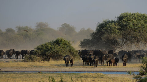 11 Nächte Höhepunkte Botswana – Kleingruppe 