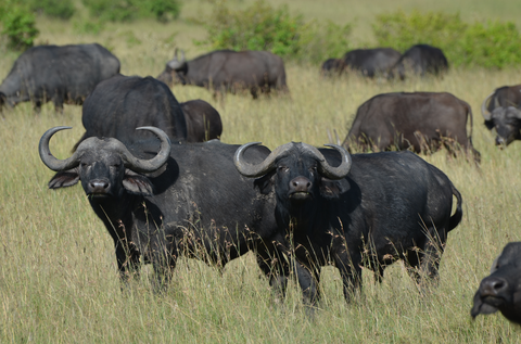 11 Nächte Höhepunkte Botswana – Kleingruppe 