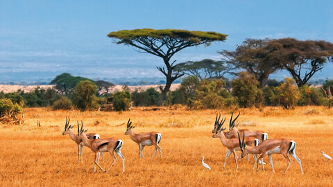 East African Explorer - Gruppenreise