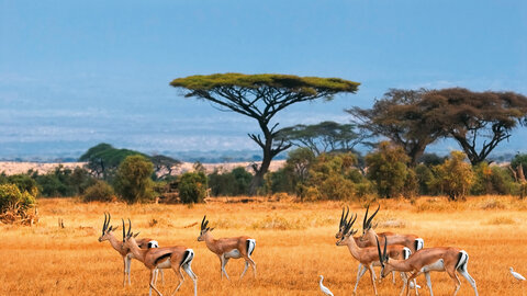 Kenia Classic Safari - Kleingruppe & Badeverlängerung Seychellen