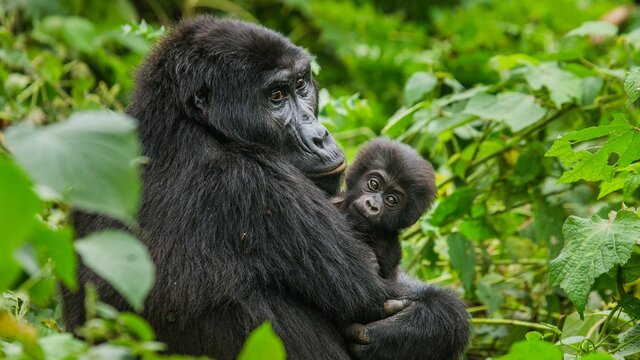 Uganda entdecken - Privat