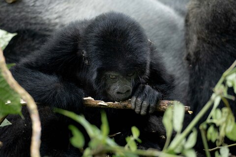 Uganda entdecken - Privat