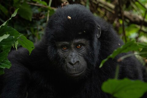 Uganda entdecken - Privat