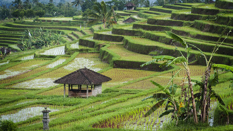 Bali Erleben - Rundreise und Badeaufenthalt mit Singapore Airlines