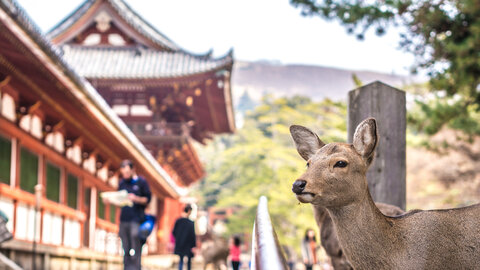 Privat-Rundreise Japan entdecken