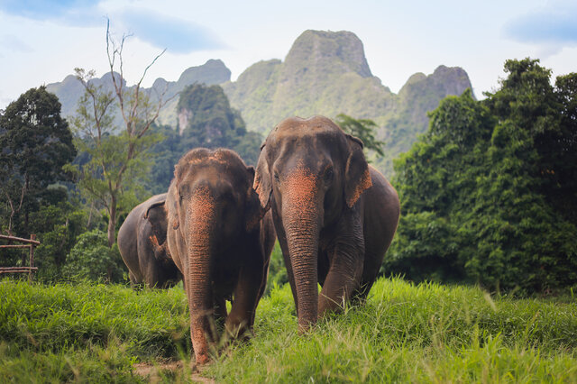 Elephant Hills – Jungle Safari