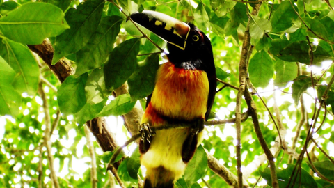 Höhepunkte Belize