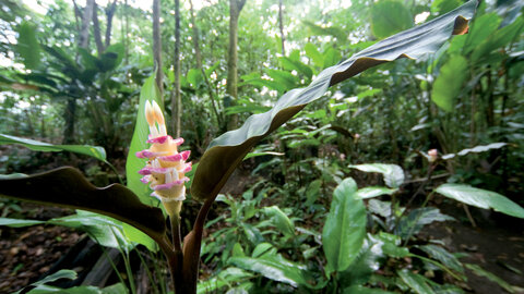 Mietwagentour Costa Rica aktiv