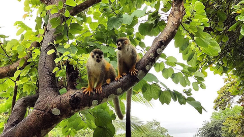 Costa Rica - Pazifiktour 