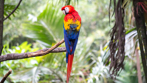 Höhepunkte Costa Rica 