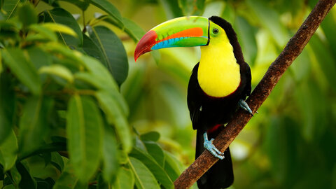 Höhepunkte Costa Rica 