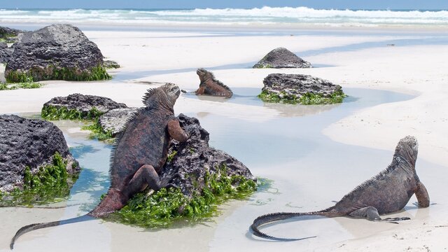 Galapagos Inselhüpfen - San Cristobal & Santa Cruz