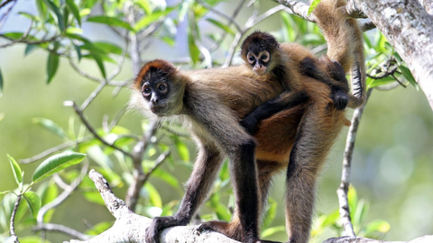 Faszination Zentralamerika mit Panama