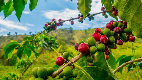 Faszinierendes Kolumbien - Zubucher